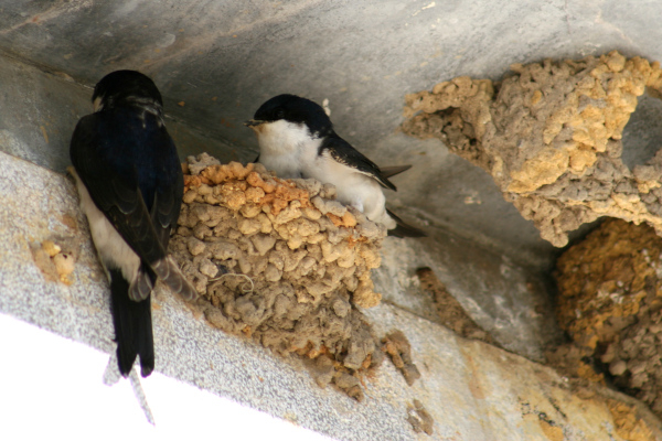 Couple d'hirondelles de fenêtre construction nid © Nicolas Macaire LPO